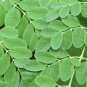 2 Seeds Moringa borziana Bonsai plant