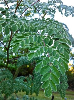 10 Seeds Moringa oleifera Fresh