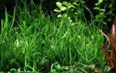 200 Seedsr Moss Live Aquatic Plants Aquarium Water Grass Bonsai Flower