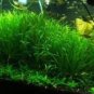200 Seedsr Moss Live Aquatic Plants Aquarium Water Grass Bonsai Flower