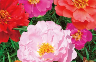 500 Seeds Moss Rose Mixed Portulaca grandiflora