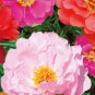 500 Seeds Moss Rose Mixed Portulaca grandiflora