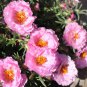 500 Seeds Moss Rose Mixed Portulaca grandiflora