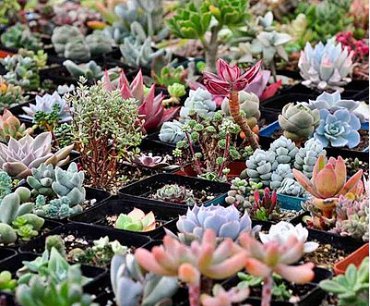 20 Seeds Multi-variety mixed Succulents Garden Plants