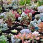 20 Seeds Multi-variety mixed Succulents Garden Plants
