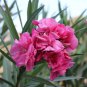 50 Seeds Nerium Flower Oleander Potted Plants