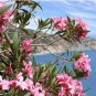 50 Seeds Nerium Flower Oleander Potted Plants