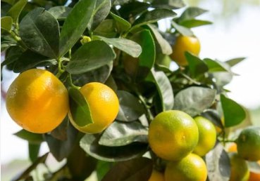 20 Seeds New Calamansi Calamondin Lime