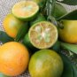 20 Seeds New Calamansi Calamondin Lime