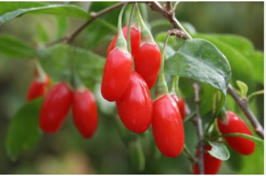 100 Seeds Ning Xia Goji Berry Wolfberry Red Fruit Se eed Plant Beauty Tea