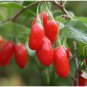 100 Seeds Ning Xia Goji Berry Wolfberry Red Fruit Se eed Plant Beauty Tea