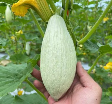 20 Seeds Noble Pumpkin Hybrid