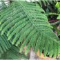 20 Seeds Norfolk Island Pine Araucaria Heterophylla