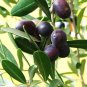 2 Seeds Olea europaea Fresh