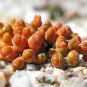 20 Seeds oophytum nanum Succulents Garden Plants