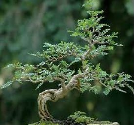 5 Seeds Operculicarya borealis