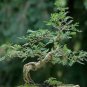 5 Seeds Operculicarya borealis