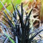 10 Seeds Ophiopogon Planiscapus Nigrescens Black Plant