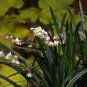 10 Seeds Ophiopogon Planiscapus Nigrescens Black Plant