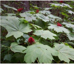 30 Seeds Oplopanax Horridus Devils Club