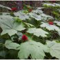 30 Seeds Oplopanax Horridus Devils Club