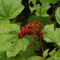 30 Seeds Oplopanax Horridus Devils Club