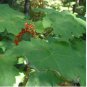 30 Seeds Oplopanax Horridus Devils Club