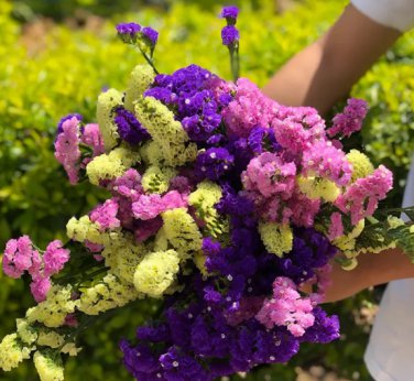 300 Seeds Opt for Elegance Limonium Sinuatum with Blue Heart, Purple, Yellow, White Options