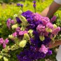 300 Seeds Opt for Elegance Limonium Sinuatum with Blue Heart, Purple, Yellow, White Options