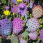10 Seeds Opuntia basilaris Seeds Rare Cactus Plants