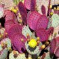 10 Seeds Opuntia basilaris Seeds Rare Cactus Plants