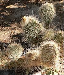 10 Seeds Opuntia polyacantha Rare Cactus Plants