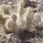 10 Seeds Opuntia polyacantha Rare Cactus Plants