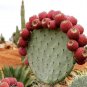10 Seeds Opuntia Robustaopuntia Robusta Rare Cactus Plants