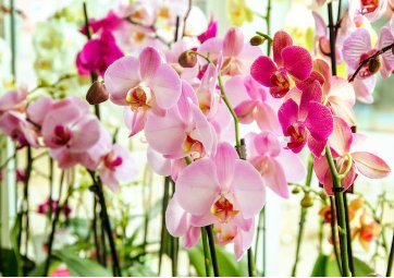 100 Seeds Orchid Cymbidium