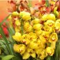 100 Seeds Orchid Cymbidium Yellow Flowers Red Purple Tongue