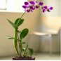 200 Seeds Orchid Flowers for Rooms