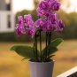 200 Seeds Orchid Flowers for Rooms