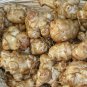 50 Seeds Organic Jerusalem Artichoke Roots Healthy Foods Selling