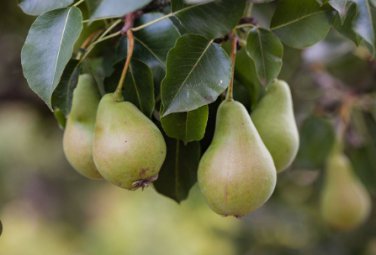 20 Seeds Organic Pear