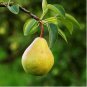 20 Seeds Organic Pear