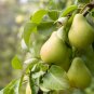 20 Seeds Organic Pear
