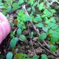 50 Seeds Organically Grown Reynoutria Multiflora