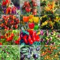 100 Seeds Ornamental Chili Pepper in Assorted Colors