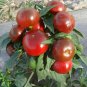 100 Seeds Ornamental Chili Pepper in Assorted Colors
