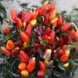 100 Seeds Ornamental Chili Pepper in Assorted Colors