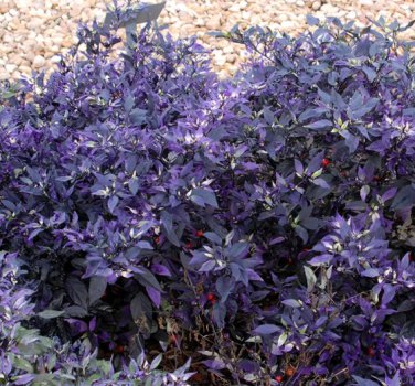 100 Seeds Ornamental Pepper