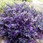 100 Seeds Ornamental Pepper