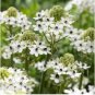 100 Seeds ORNITHOGALUM SAUNDERSIAE Plant