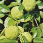 200 Seeds Osage Orange Tree